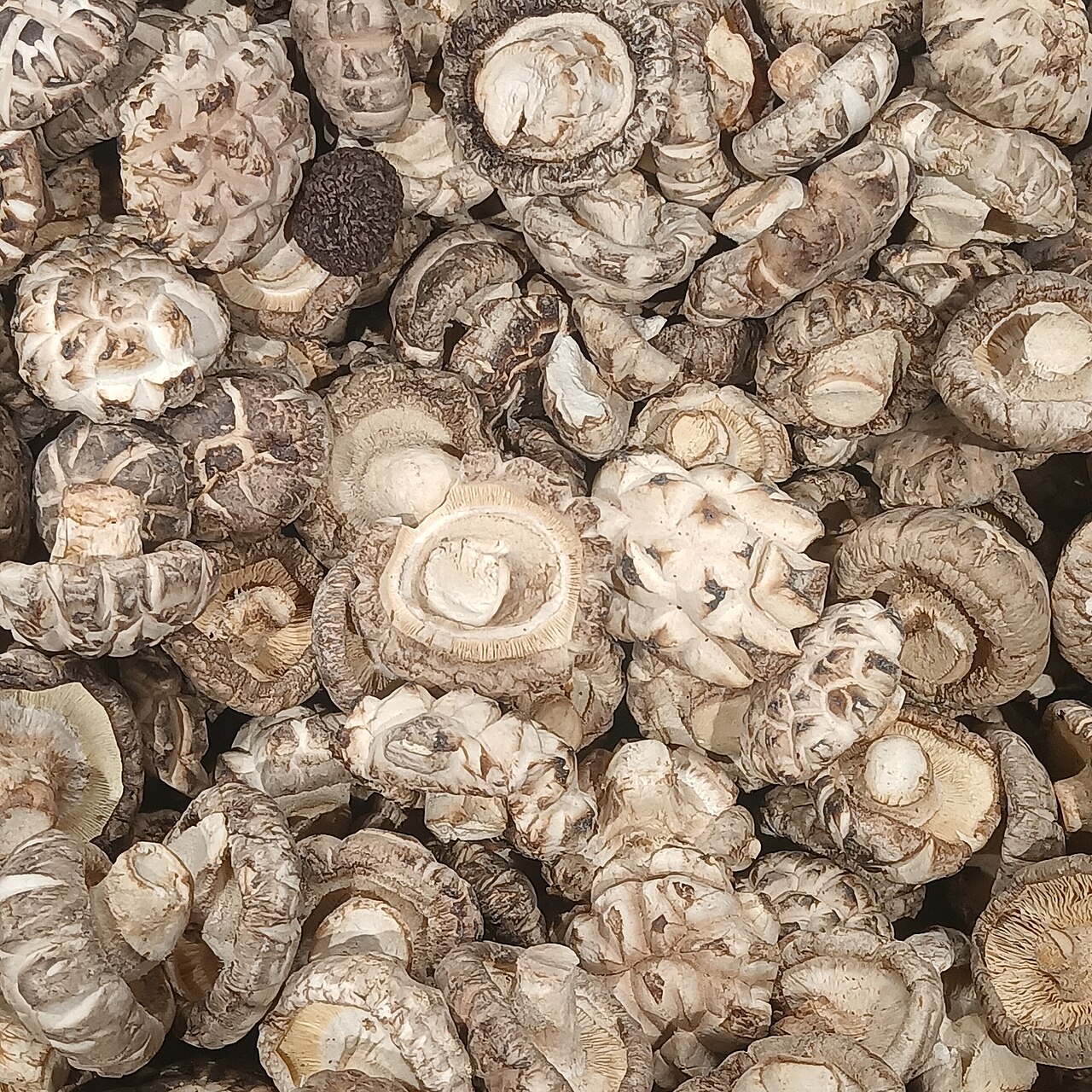 Dried Shiitake Mushrooms