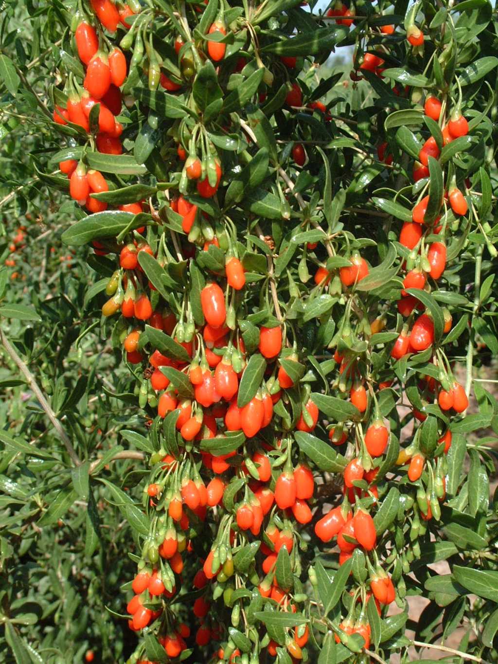 Goji Berries