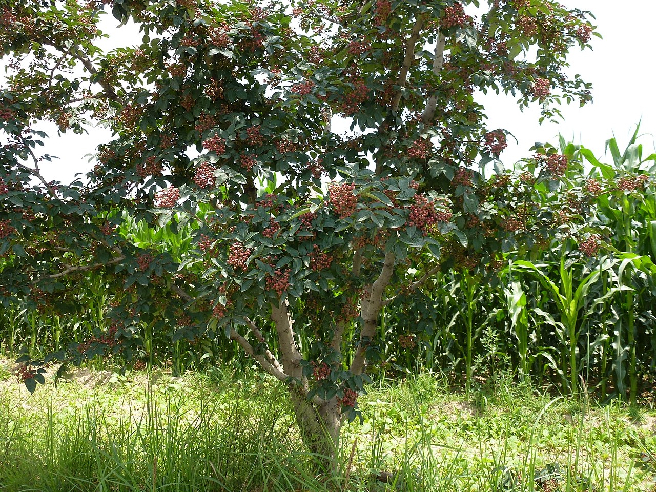 Sichuan Peppercorn — 花椒